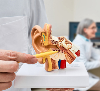 Förståelse för hörselbenen: malleus, incus och stapes 