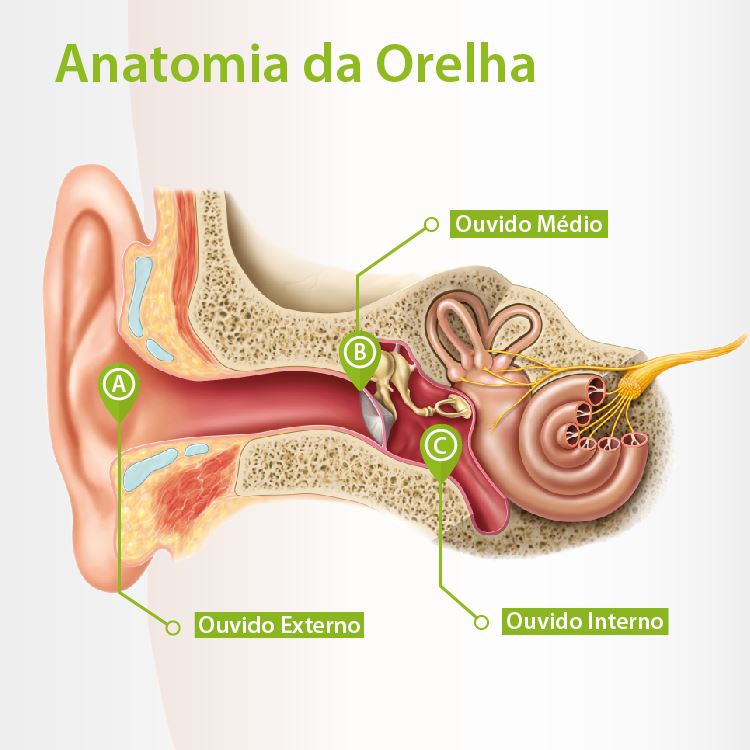 Anatomia da Orelha