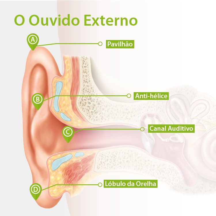 Anatomia do ouvido externo