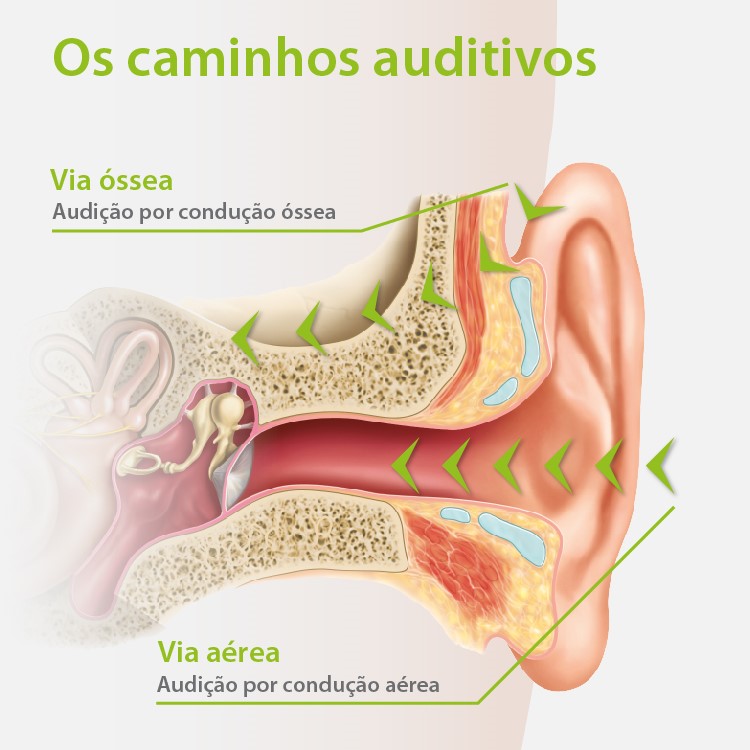 Anatomia dos Caminhos da audição