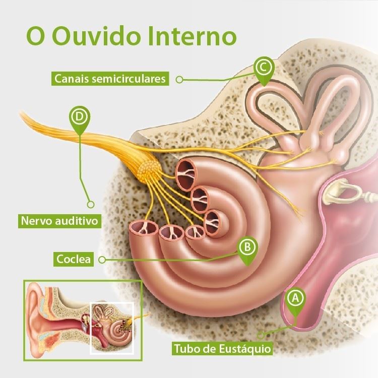 Anatomia do ouvido interno