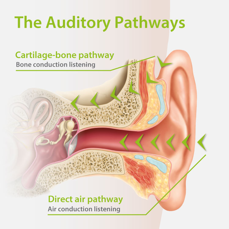 The Auditory Pathways