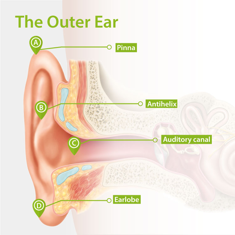 the-outer-ear