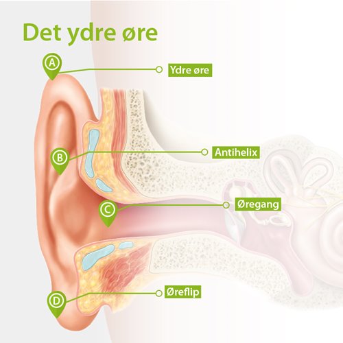 Det indre øre