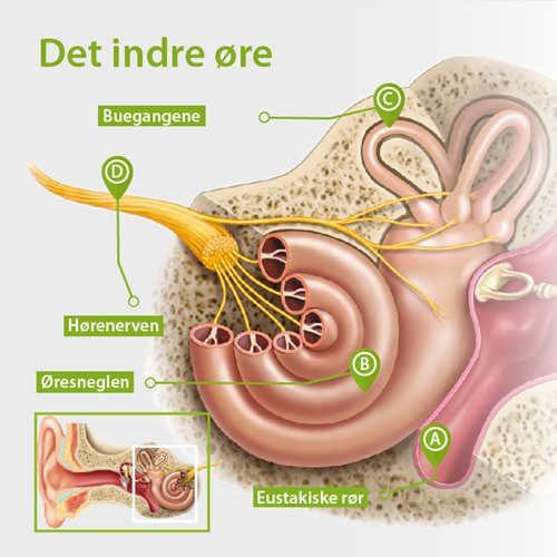 Det indre øre
