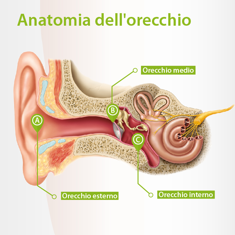 Anatomiadelcanaleuditivoesterno