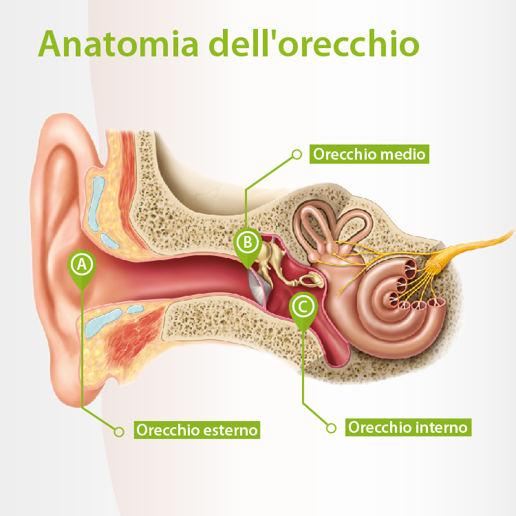 infografica anatomia di un orecchio con orecchio esterno, orecchio medio e orecchio interno