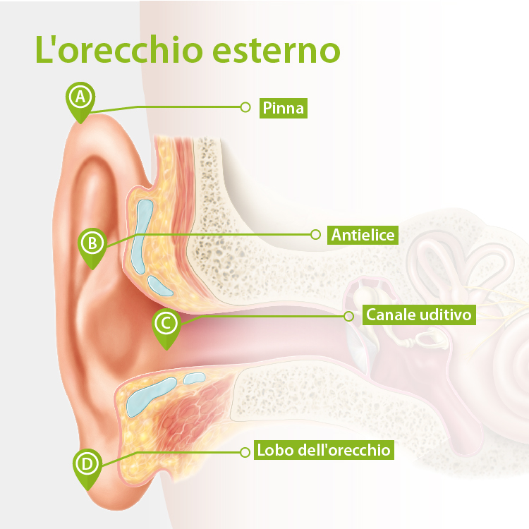 Rappresentazione grafica dell'orecchio esterno