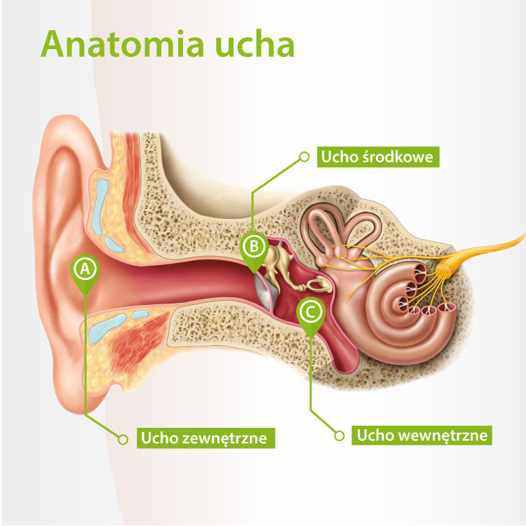 Budowa ucha – narządu słuchu