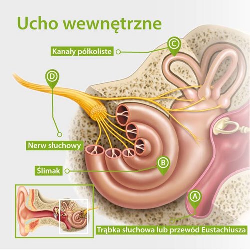 Budowa ucha wewnętrznego