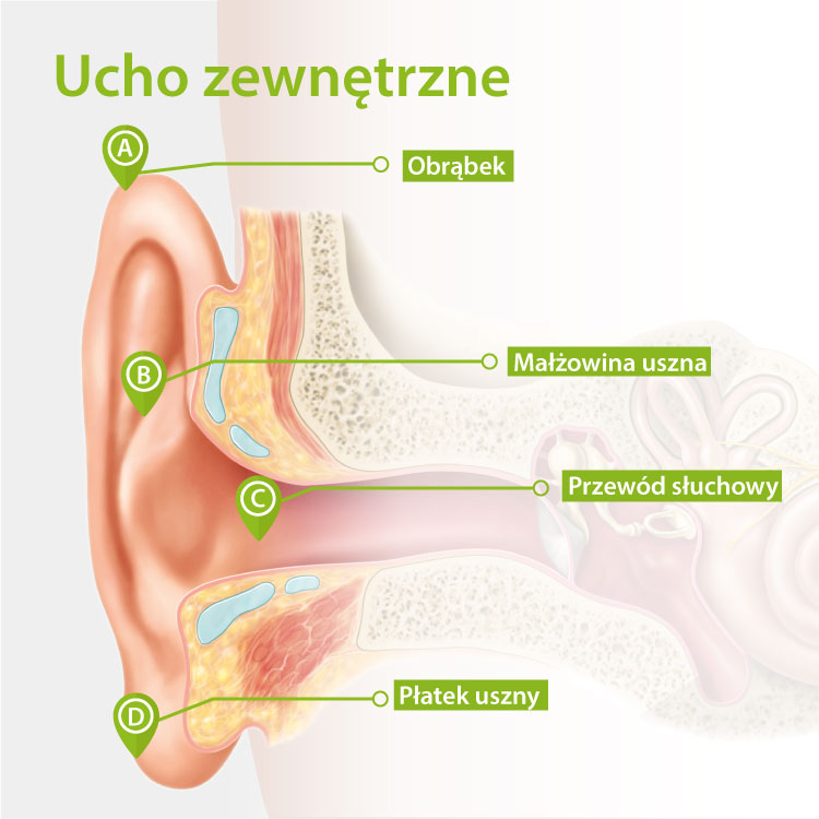 Budowa ucha zewnętrznego