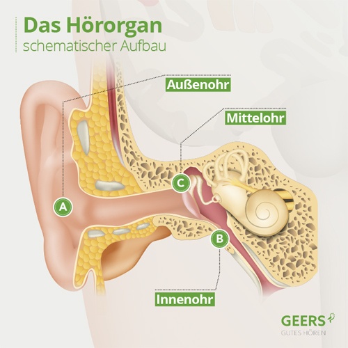 Hörorgan Ohr Aufbau
