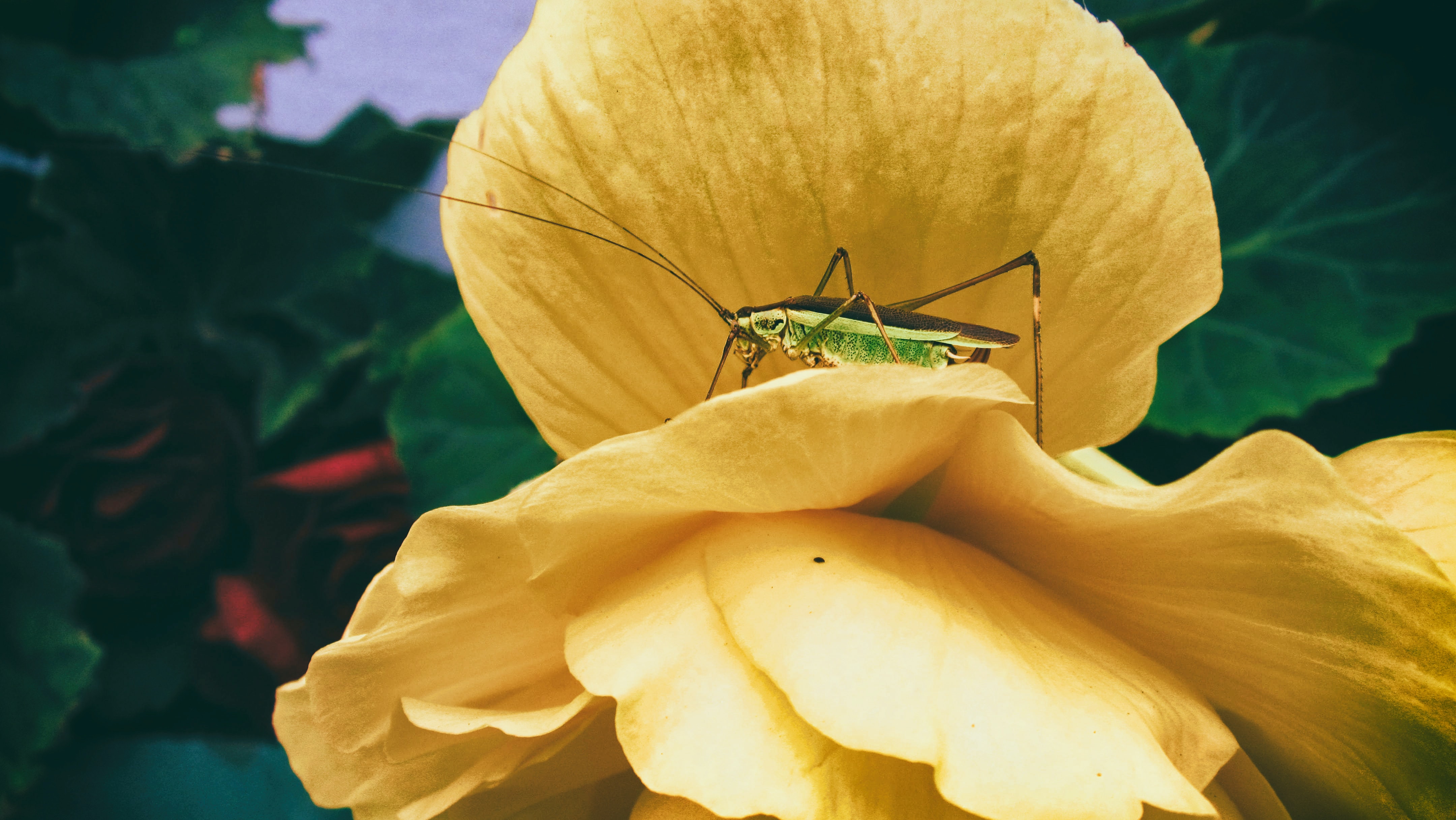 sound of crickets