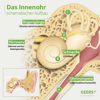 Innenohr Aufbau